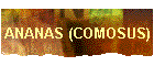ANANAS (COMOSUS)