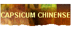CAPSICUM CHINENSE